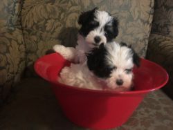 Adorable Maltese Poodle Mix Puppies