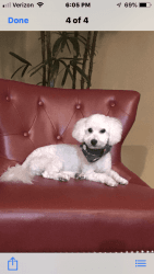 1 year 6 months old Maltipoo for sale