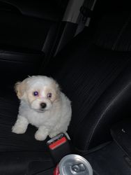 Puppy toy malitpoo for sale