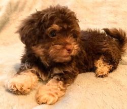 Male Maltipoo Puppies Seeking Forever Homes