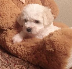Maltipoo puppies Sold out