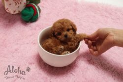 Teacup Mini Red Maltipoo Puppies For Sale - Pudding