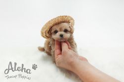 Mini Teacup Maltipoo Puppies For Sale - Louis