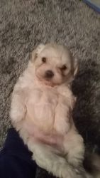 MORKIE POO PUPPIES FOR SALE