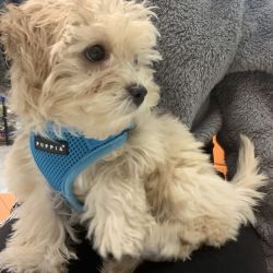 5 MONTH MALTIPOO FOR SALE