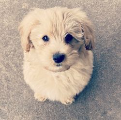 Adorable MAltipoo puppy for sale