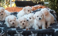 Maltipoo Pups for Sale