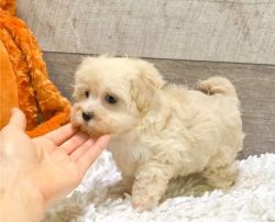 Maltipoo puppies for free