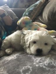 Adorable Maltipoo (Mix Maltese and poodle) puppy for sale in PA!