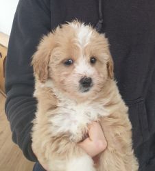 Charming Whte Maltipoo Puppies for Sale