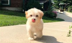 Awesome male and female Maltipoo puppies for adoption