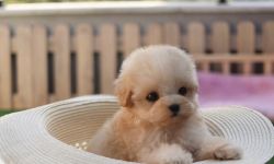 Korean Teacup Maltipoo Puppies for Sale