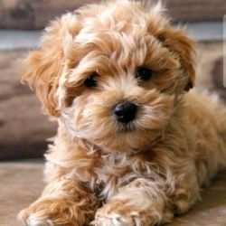beautiful maltipoo puppy male and female for sale