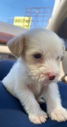 Maltipoo baby for sale