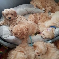 Adorable males and females Maltipoo puppies for sale.