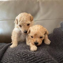 Beautiful and Intelligent Maltipoo puppies
