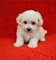 adorable maltipoo puppies need new home