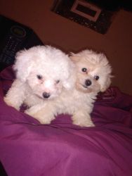 Maltipoo for sell males