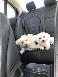 4 adorable puppies want find a home