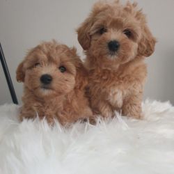 Adorable MaltiPoo pups