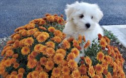 We are looking for adorable family who will love our puppy