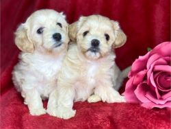 Cute Maltipoo Puppies, vet dewormed and on shots