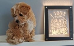 Playful Maltipoo puppies available for sale