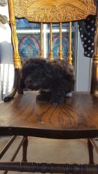 Rare Maltipoo Maltese Poodle Puppy Black w/LittleWhite BackFeet/Chest