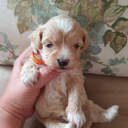 Maltipoos puppies for sale