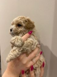 Stunning litter of Maltipoo puppies for sale