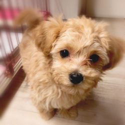 Charming whte Maltipoo puppy for sale