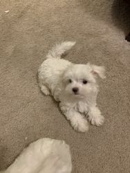 4 month old Maltipoo
