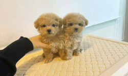 Maltipoo puppies. Maltese and Poodle Mix