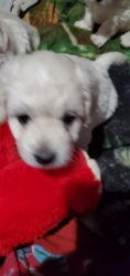 3 maltipoo puppies for sale