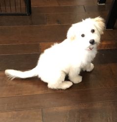 5 Month Old Male Maltipoo For Sale $1,000