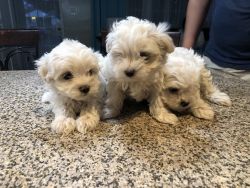 Beautiful maltipoo puppies looking for forever homes!