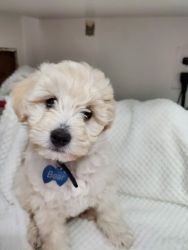 Teddybear Dog for adoption in Peoria, AZ