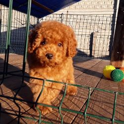 Adorable Maltipoo puppies up for rehoming