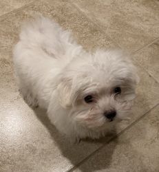 Male Maltese Puppy