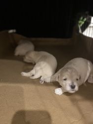 3 female maltipoos for sale