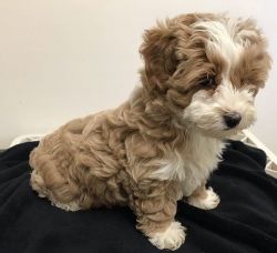 Sweet and adorable Maltipoo puppies
