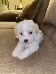 Rehoming Maltipoo