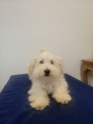 Maltipoo boys looking for loving home