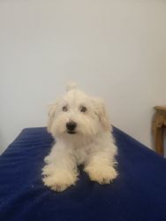 Maltipoo boys looking for new home