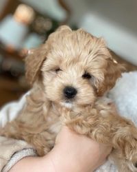 Teacup Maltipoo Puppies For New Homes