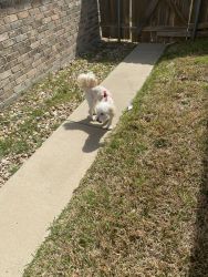 1 year old Maltipoo for sell