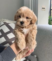 Playful maltipoo puppies For New Homes