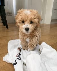 Adorable and tiny maltipoo puppies