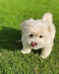 Charming Whte Maltipoo Puppy for Sale $770