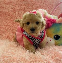 adorable Maltipoo Puppies For Sale